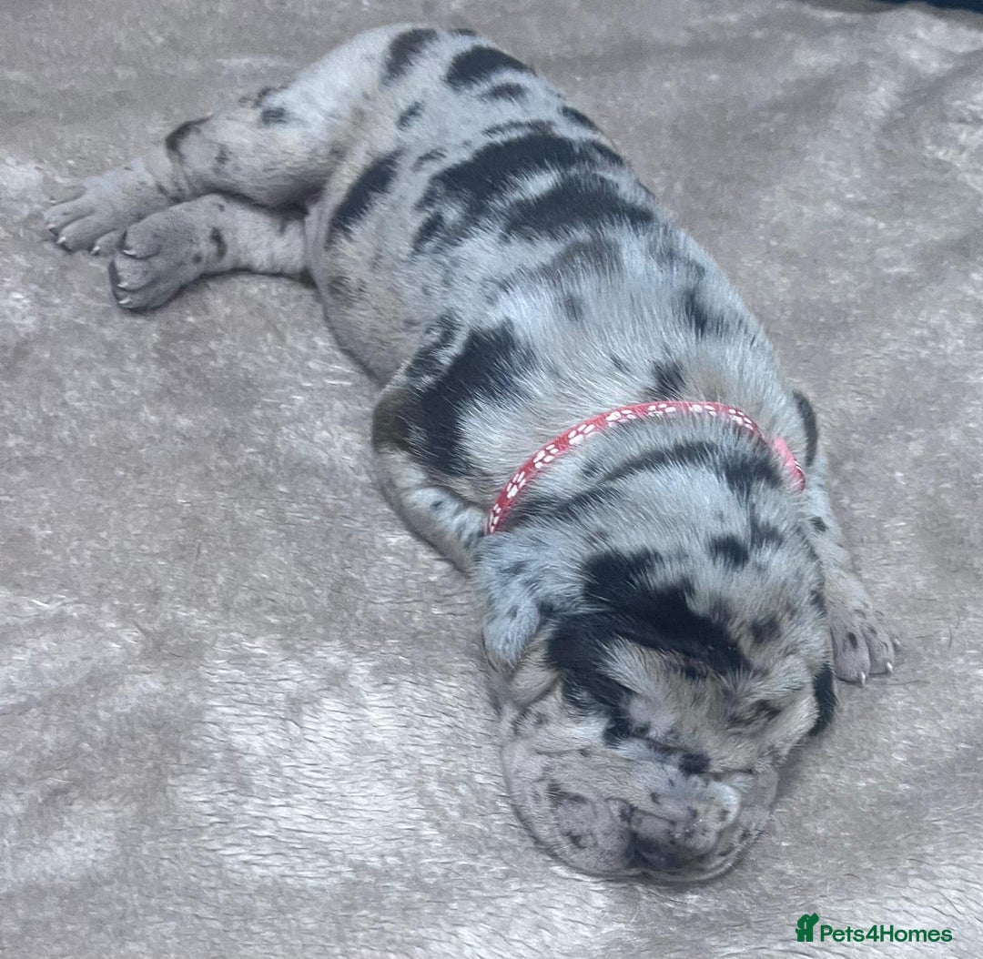 Great Dane dogs for sale: Stunning Great Dane puppies  - Advert 11