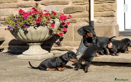 Dachshund dogs for sale: Miniature dachshund puppies - Image 1