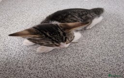 Mixed Breed cats for sale: 3 mixed breeds  - Image 3