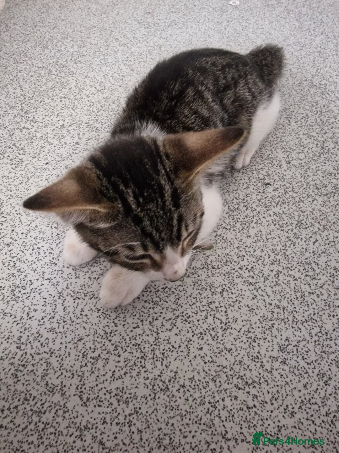 Mixed Breed cats for sale: 3 mixed breeds  - Image 3