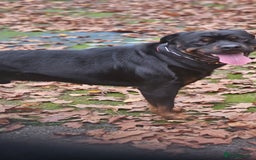 Rottweiler dogs for stud: Rottweiler Stud - Enfield - Image 1