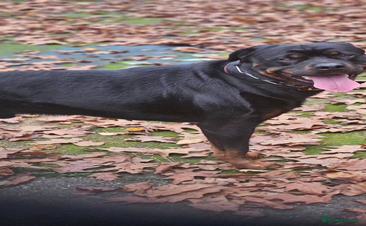 Rottweiler dogs - Advert 1