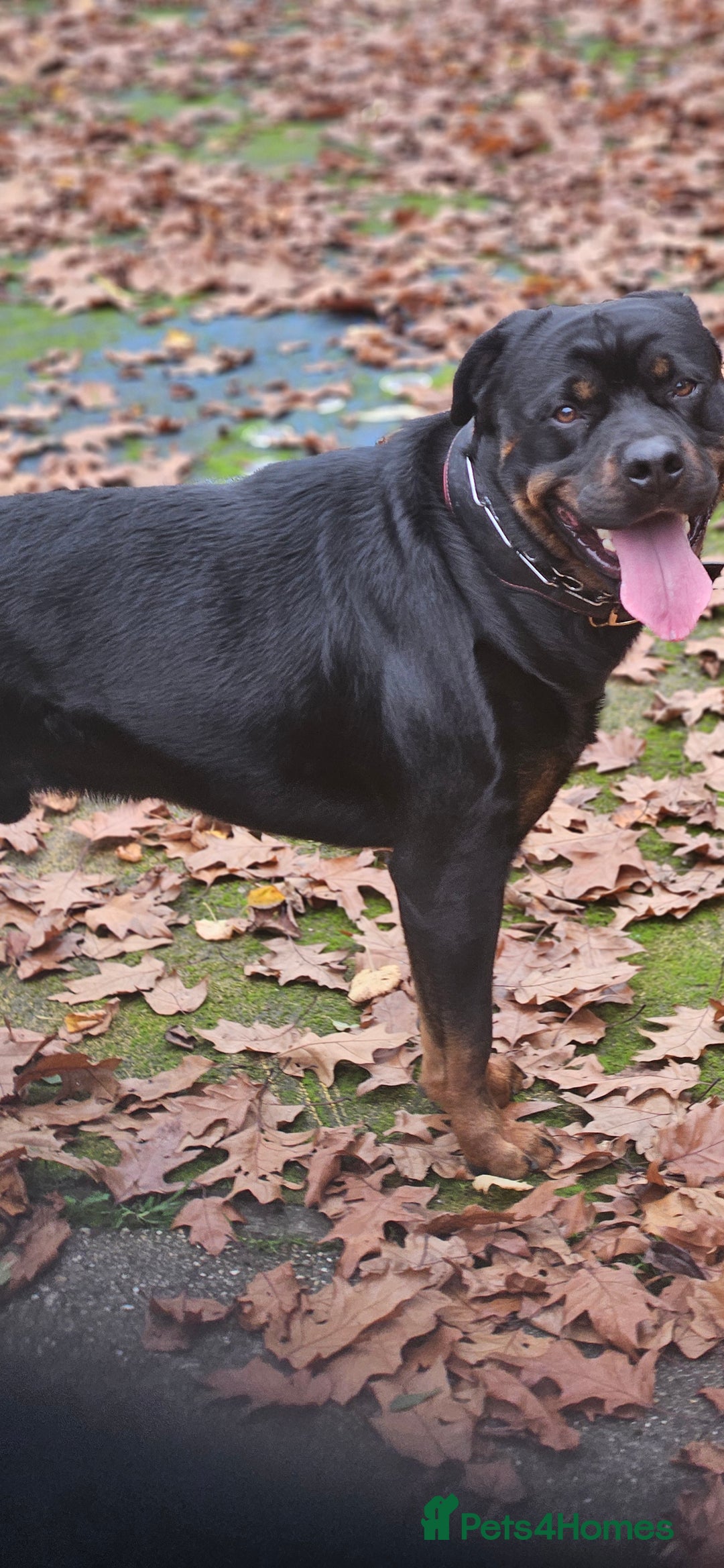 Rottweiler dogs for stud: Rottweiler Stud - Enfield - Image 1