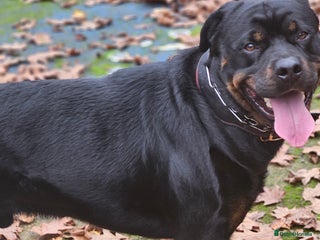 Rottweiler dogs - Advert 8