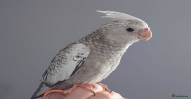 Cockatiels birds - Advert 13