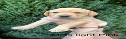 Labrador Retriever dogs for sale: STUNNING FAMILY KC RED & YELLOW LABRADORS  - Advert 24