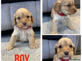 Cockapoo dogs Six stunning cockapoo puppies - Advert 6