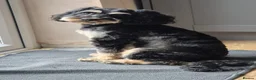 Cockapoo dogs for sale: 4 beautiful cockapoos  in Wrexham - Advert 2
