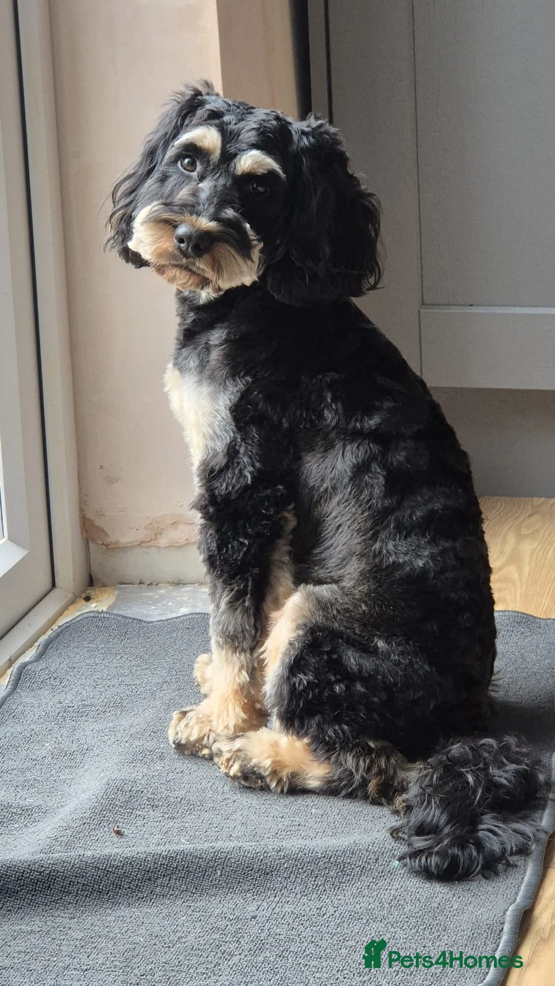 Cockapoo dogs for sale: 4 beautiful cockapoos  in Wrexham - Advert 2