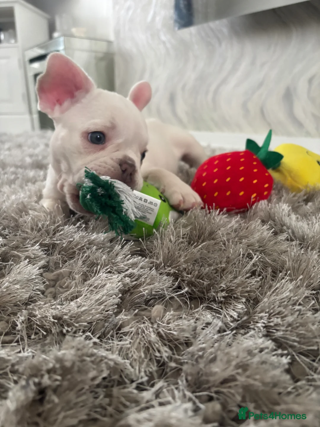French Bulldog dogs for sale: Last baby girl ready now 🐾🩷 - Advert 1