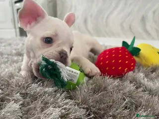 French Bulldog dogs Last baby girl ready now 🐾🩷 - Advert 2