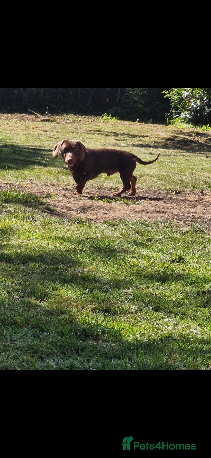 Dachshund dogs Rehoming Dachshund  - Advert 9