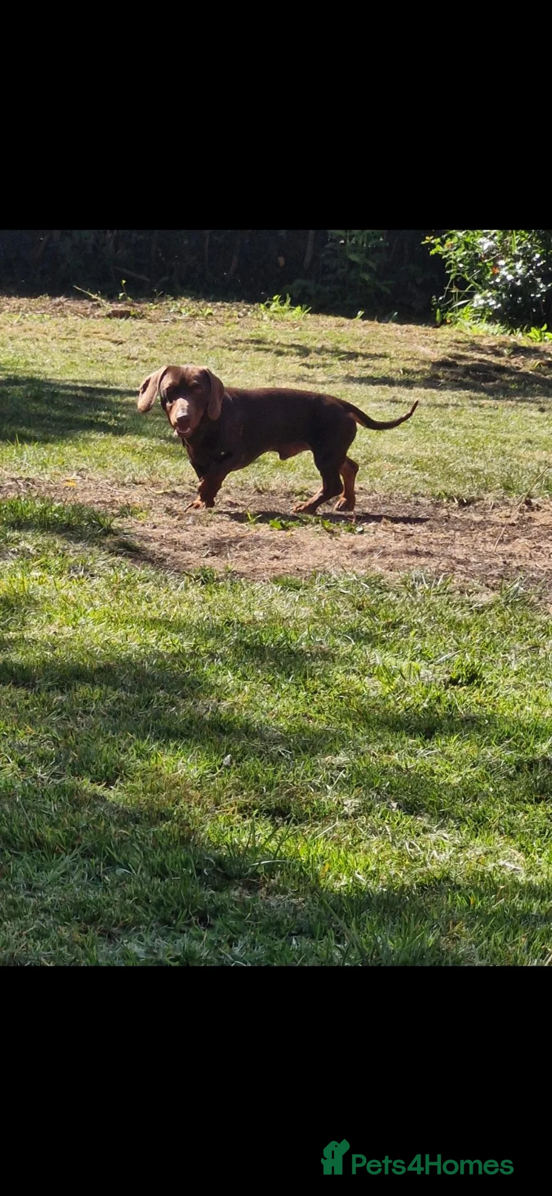 Dachshund dogs for sale: Rehoming Dachshund  in Malton - Advert 1