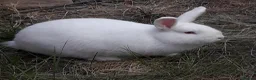 New Zealand rabbits for sale: Young New Zealand White Doe in Helston - Advert 8