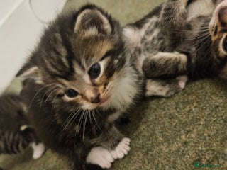 Maine Coon cats - Advert 7