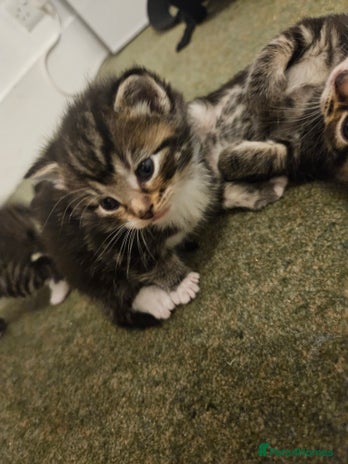 Maine Coon cats - Advert 1