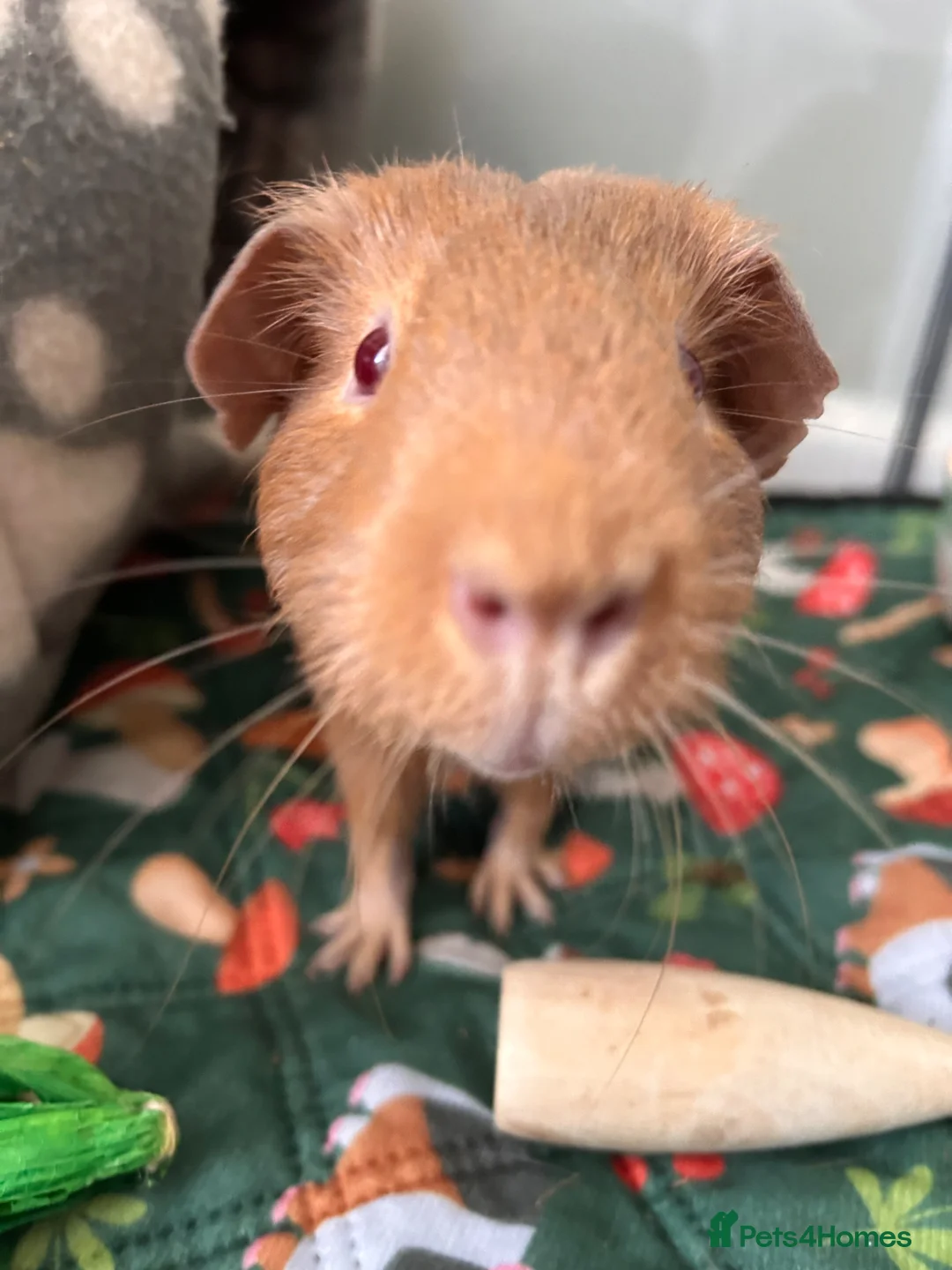 Guinea Pig rodents for sale: Two brothers for sale  in Burnham-on-Sea - Advert 7