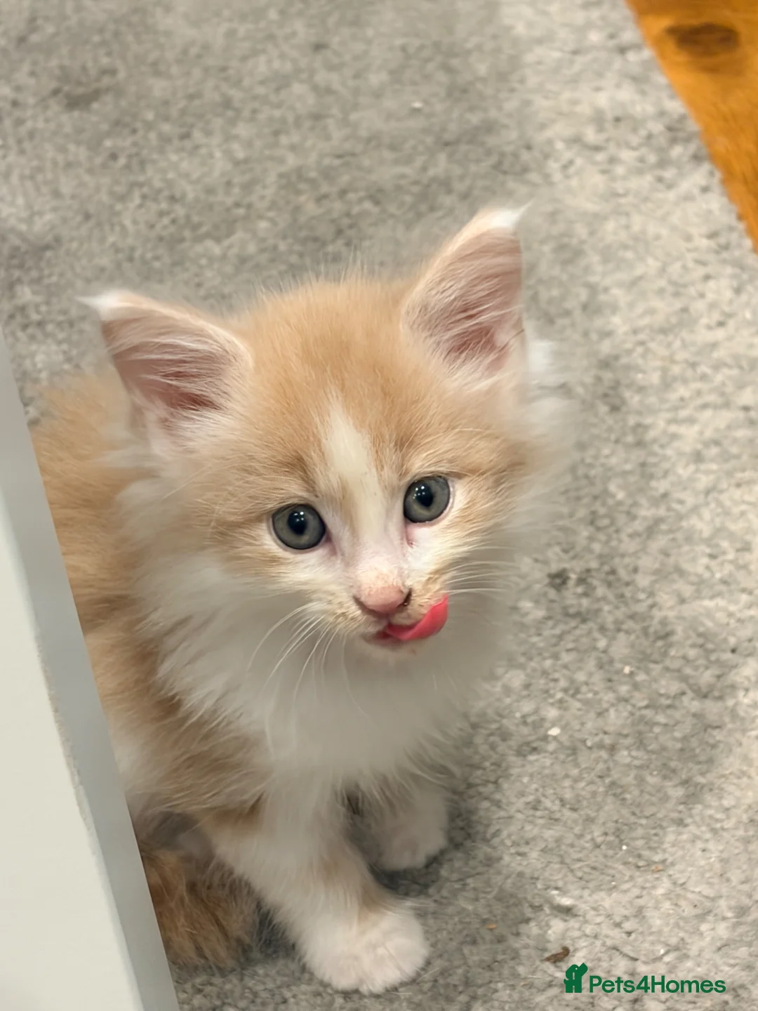 Maine Coon cats for sale: Mainecoon  - Advert 8