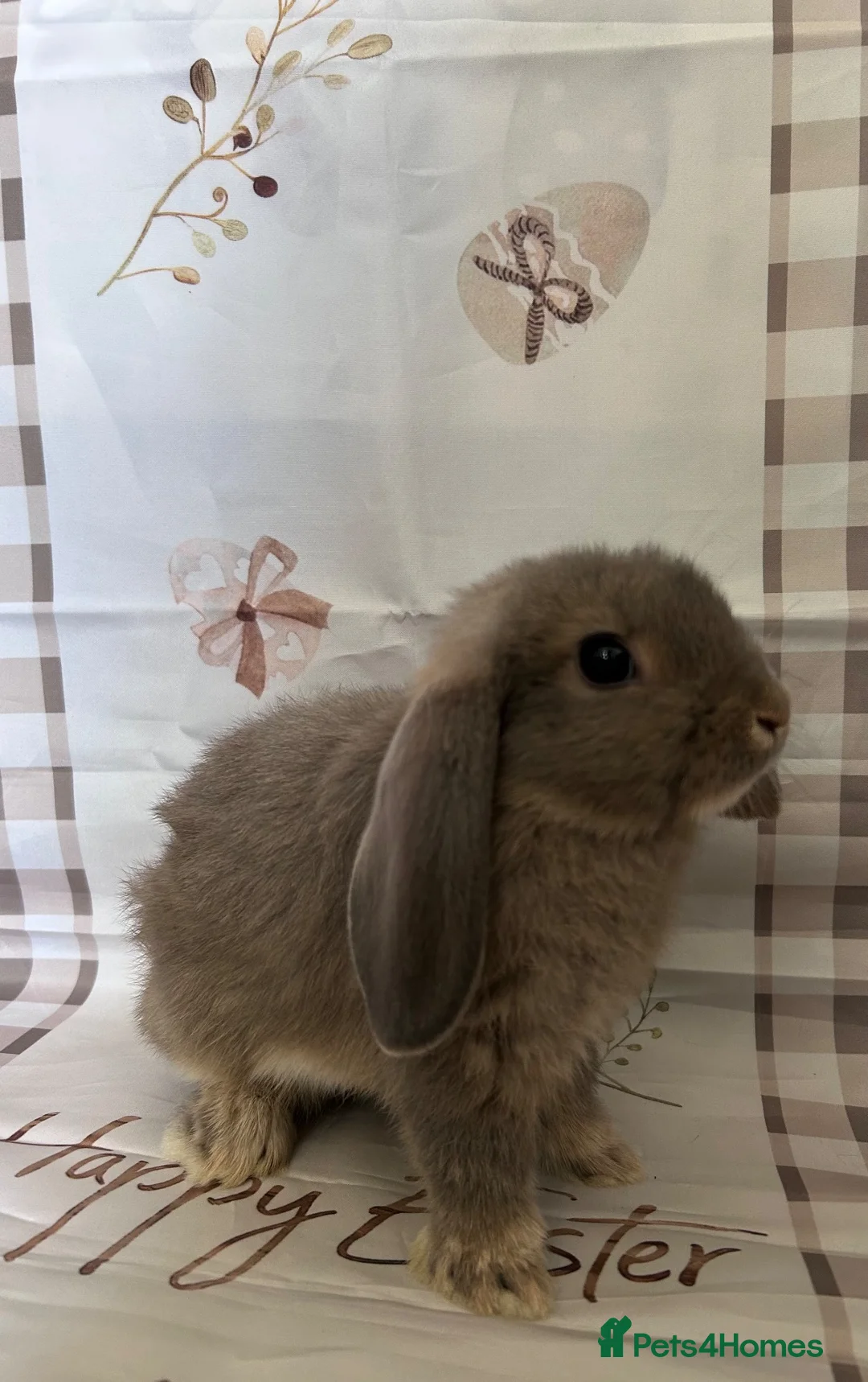 Mini Lop rabbits for sale: Mini lops x3  - Advert 2