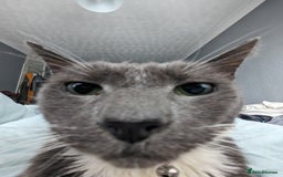 British Shorthair cats for sale: Loved pet for adoption  - Image 5