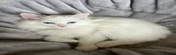 Ragdoll cats for sale: Family raised GCCF ragdoll kittens  - Advert 6