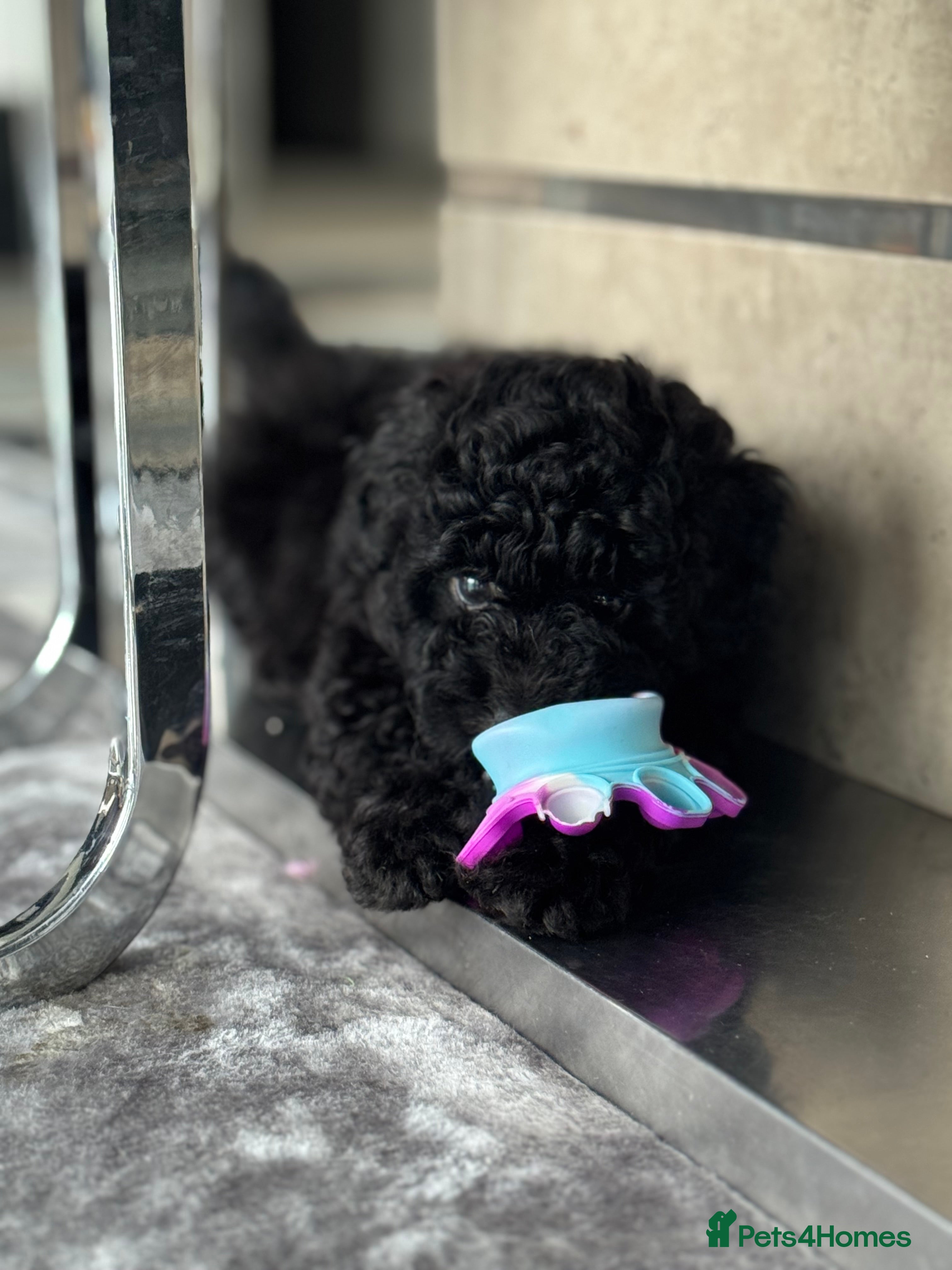 Aussiedoodle dogs Beautiful Mini Aussiedoodle Puppies ⭐️ - Advert 1