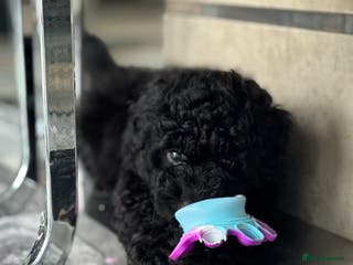 Aussiedoodle dogs Beautiful Mini Aussiedoodle Puppies ⭐️ - Advert 18