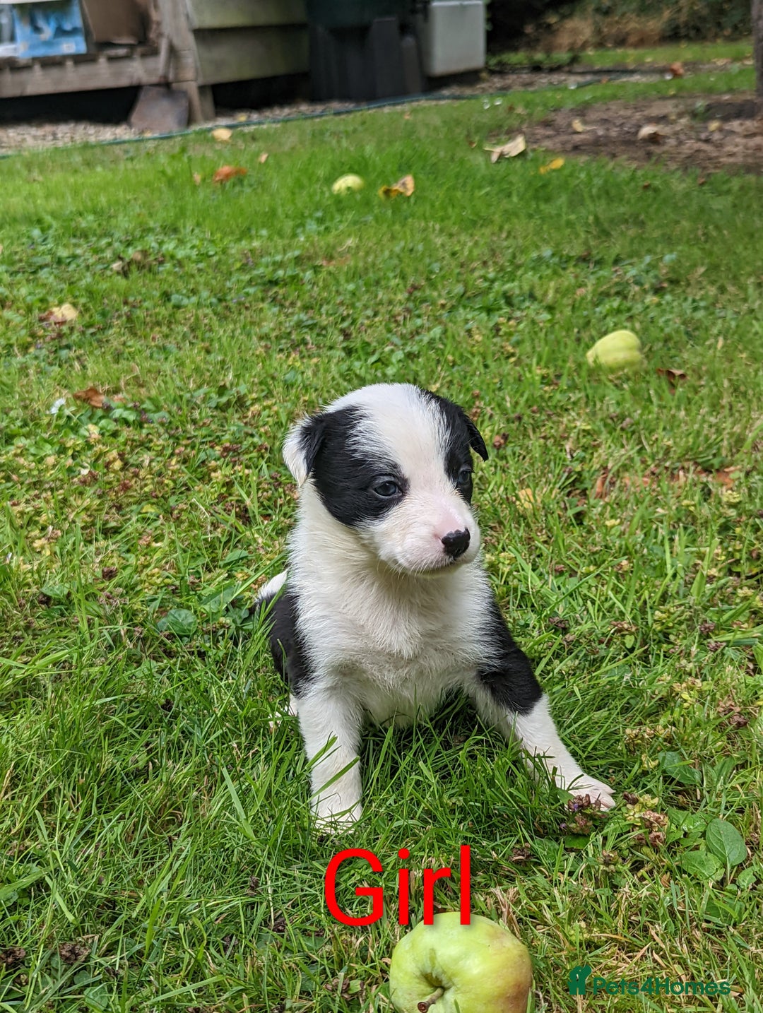 Mixed Breed dogs for sale: Welsh Collie/Border Collie puppies for sale - Image 6