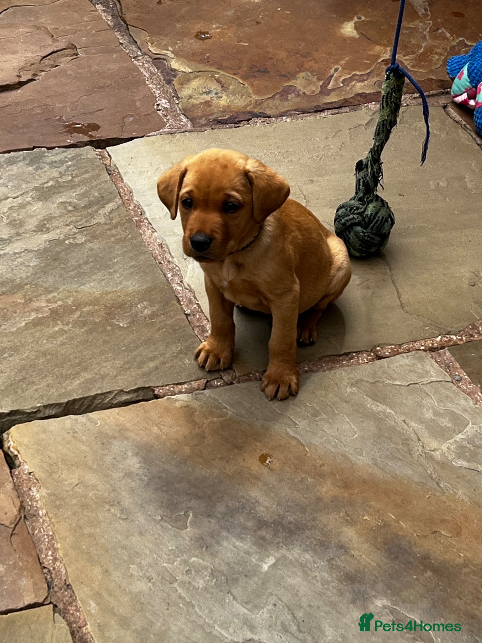 Labrador Retriever dogs Beautiful Labrador puppies - Advert 2