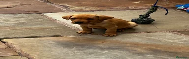 Labrador Retriever Puppy 1