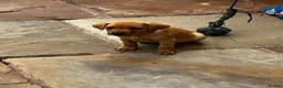 Labrador Retriever dogs for sale: Beautiful Labrador puppies - Advert 7
