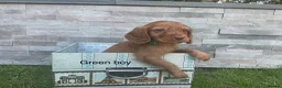 Cocker Spaniel dogs for sale: Fox red working cocker spaniels in Ingatestone - Advert 5