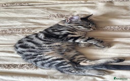 British Shorthair cats for sale: 🐾 Adorable Kittens Looking for  Home! 🐾 - Image 10
