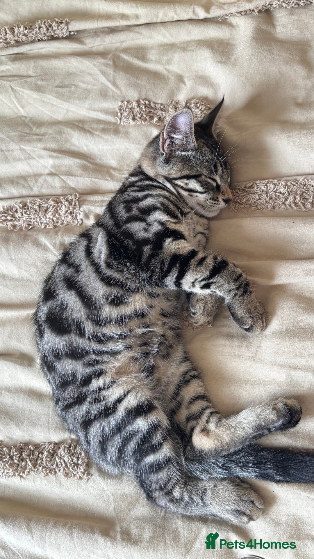 British Shorthair cats for sale: 🐾 Adorable Kittens Looking for  Home! 🐾 - Image 10
