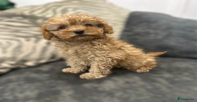 Cavapoo dogs - Advert 5