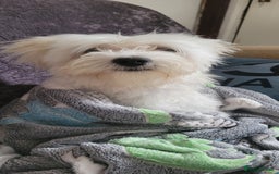 Bichon Frise dogs for sale: Bishon frise - Image 1