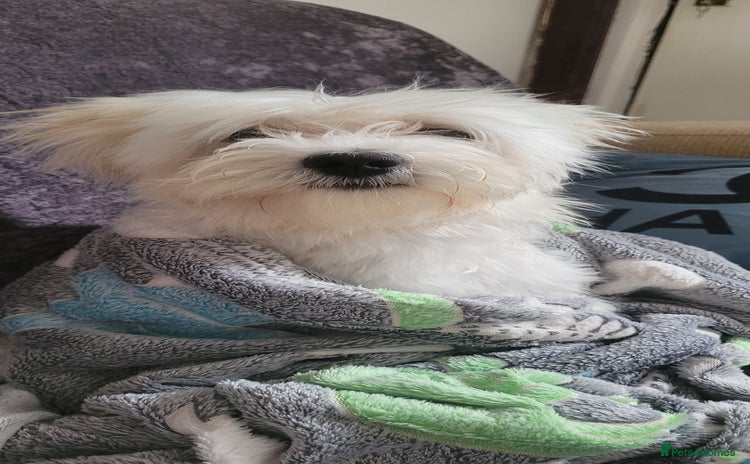 Bichon Frise dogs - Advert 3