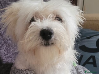 Bichon Frise dogs Bishon frise - Advert 3