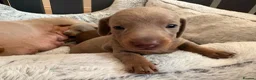 Miniature Dachshund dogs for sale: 🌟  Miniature Dachshund Pups!! KC & PRA clear🌟 in Saint Helens - Advert 18