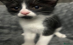 Mixed Breed cats for sale: 🐾 Three Charming Gentlemen Looking for Homes! 🐾 - Image 7