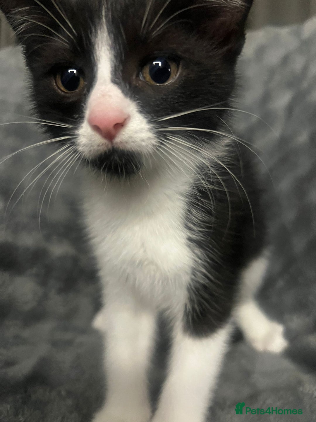 Mixed Breed cats for sale: 🐾 Three Charming Gentlemen Looking for Homes! 🐾 - Image 7