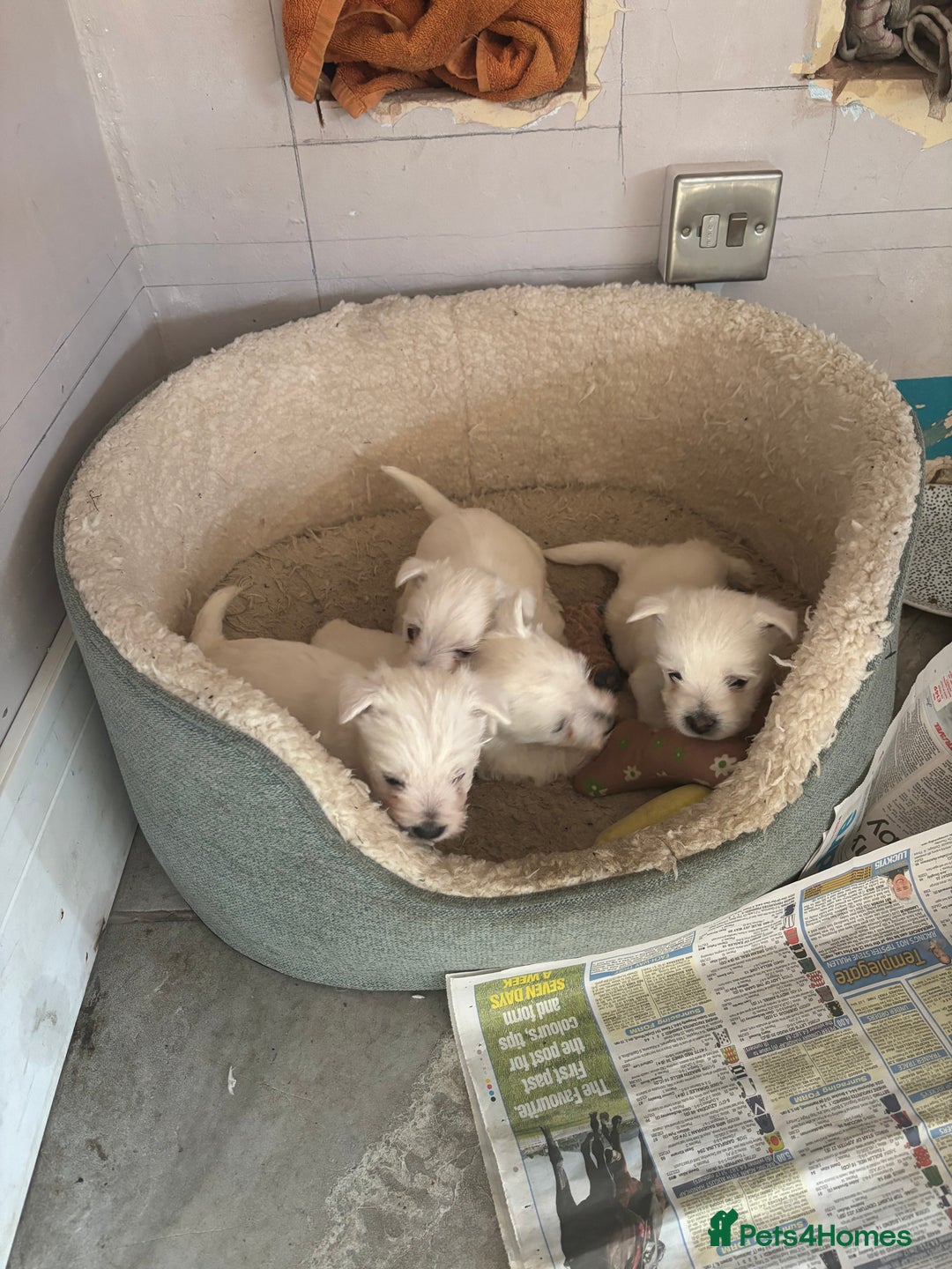 West Highland Terrier dogs for sale: KC reg west highland pups for sale  - Advert 8