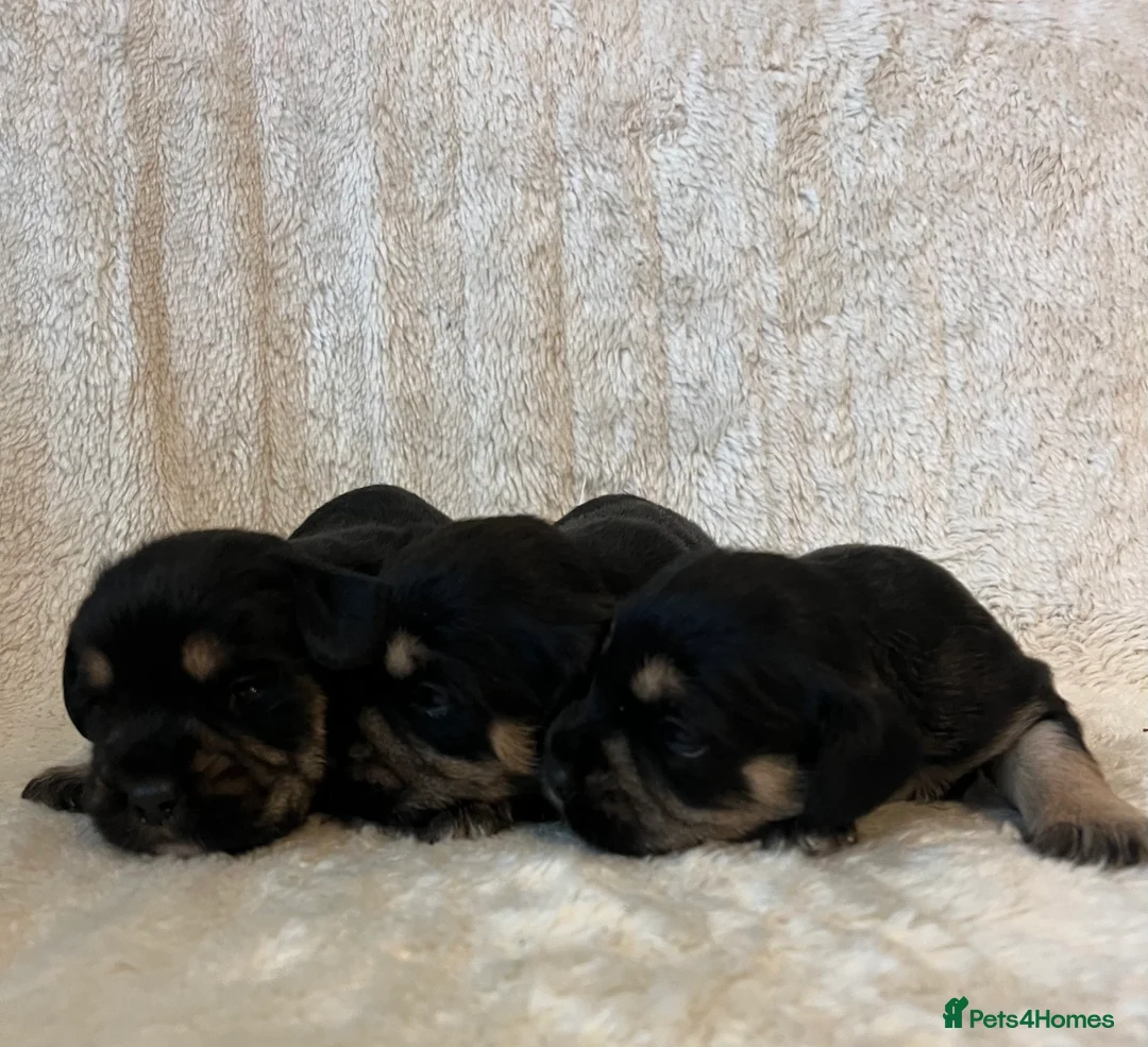 Mixed Breed dogs for sale: SCHNAVALIER PUPPIES  - Advert 4