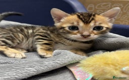 Bengal cats for sale: Amazing brown rosetted Bengal girl kittens - Image 3