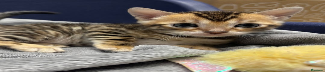 Bengal Kitten 2
