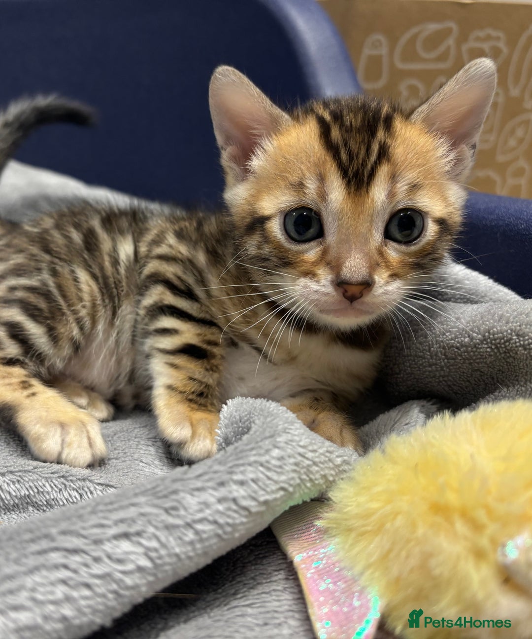 Bengal cats for sale: Amazing brown rosetted Bengal girl kittens - Image 3