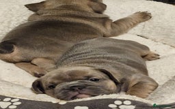 Mixed Breed dogs for sale: Mum frenchie dad English bulldog  - Image 7