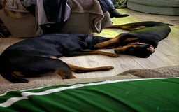 Rottweiler dogs for sale: 1 year old female Rottweiler for sale  - Advert 3