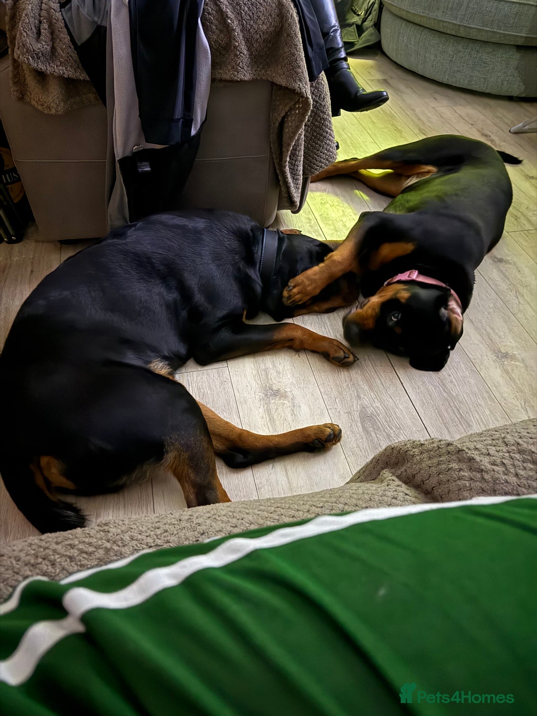 Rottweiler dogs for sale: 1 year old female Rottweiler for sale  - Advert 3