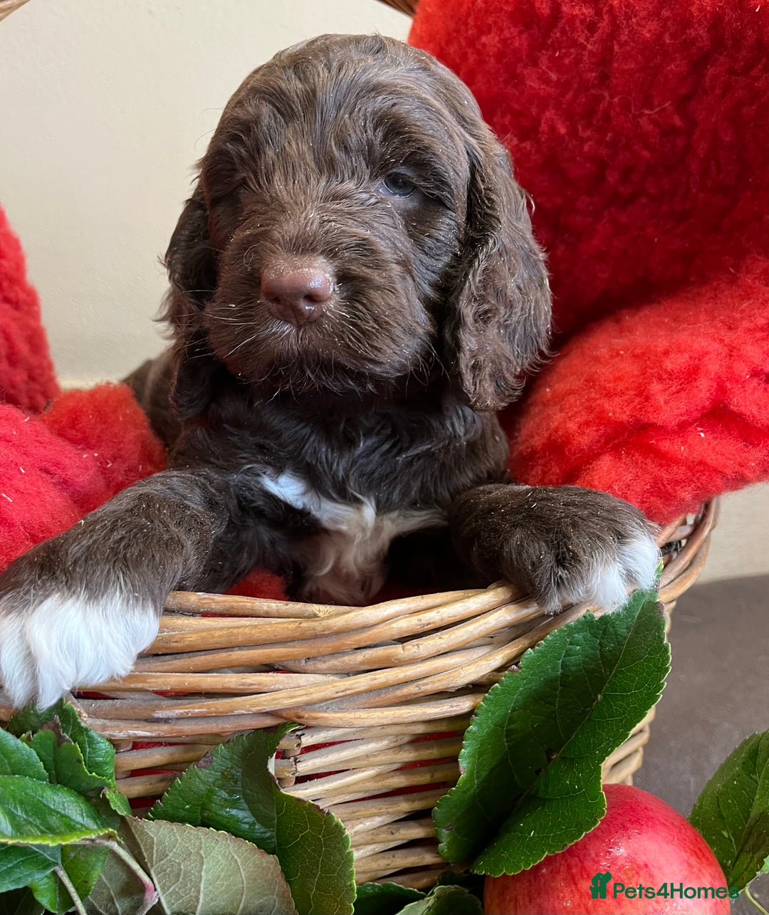 Sproodle dogs for sale: The apple of my eye - Image 3